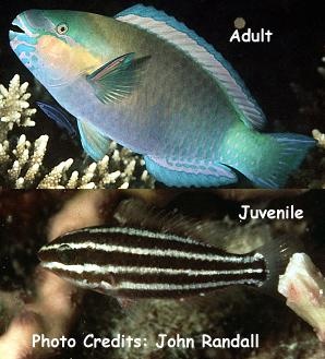  Chlorurus sordidus (Daisy Parrotfish)