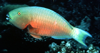  Chlorurus strongylocephalus (Steephead Parrotfish)