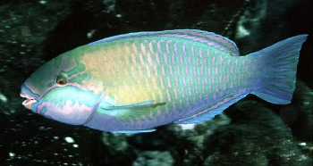  Chlorurus troschelii (Troschel's Parrotfish)