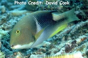  Choerodon anchorago (Orange-dotted Tuskfish)