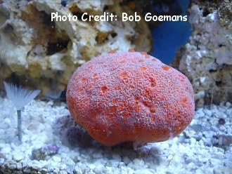  Pione vastifica (Red Boring Sponge)