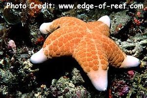  Choriaster granulatus (Giant Kenya Starfish, Granulated Sea Star, Cushion Star, Doughboy Star)