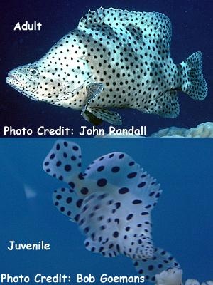  Chromileptes altivelis (Panther Grouper, Polka-Dot Grouper, Humpback Grouper )