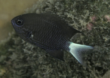  Chromis abrupta (Marquesas Chromis)