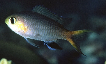  Chromis acares (Midget Chromis)