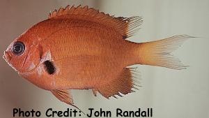  Chromis agilis (Agile Chromis)