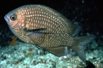  Chromis albomaculata (White-spotted Chromis)