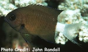  Chromis alleni (Allen's Chromis)