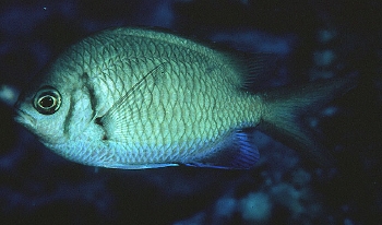  Chromis alpha (Yellow-speckled Chromis)