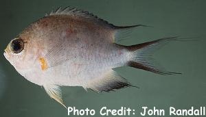  Chromis amboinensis (Ambon Chromis)