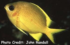  Chromis analis (Yellow Chromis)