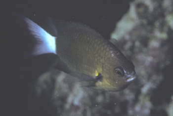  Chromis bami (Polynesian Chromis)