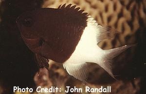  Chromis dimidiata (Chocolatedip Chromis, Twotone Chromis)