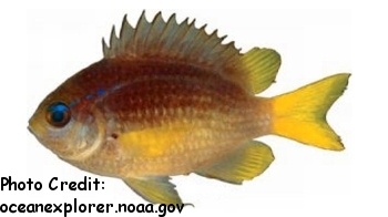  Chromis enchrysura (Caribbean Chromis, Yellowtail Reef Fish)