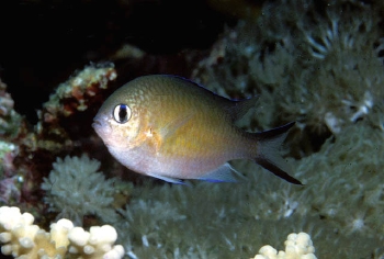  Chromis flavaxilla (Arabian Chromis)