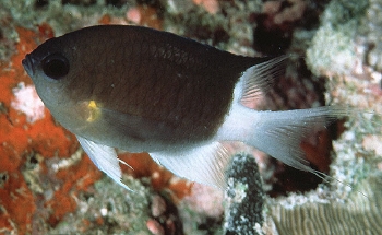  Chromis flavipectoralis (Malayan Chromis)