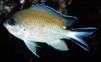  Chromis fumea (Smokey Chromis)