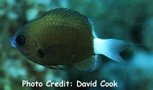  Chromis hanui (Hawaiian Bicolor Chromis)