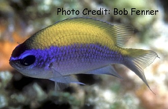  Chromis insolata (Olive Chromis)