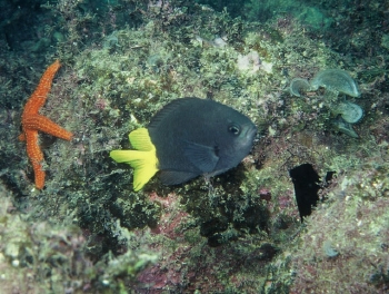  Chromis jubauna (Brazilian Reeffish)
