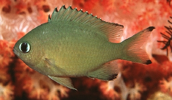  Chromis lepidolepis (Scaly Chromis)