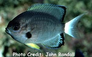  Chromis leucura (Whitetail Chromis)