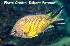  Chromis limbata (Azores Chromis)