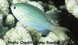  Chromis lineata (Lined Chromis)