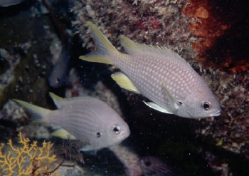  Chromis lubbocki (Lubbock's Chromis)