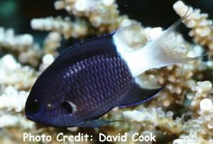  Chromis margaritifer (Bicolor Chromis, Black and White Chromis)