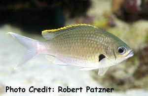  Chromis multilineata (Yellowedged Chromis)