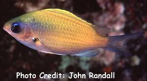  Chromis ovalis (Hawaiian Chromis)