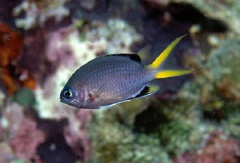  Chromis pembae (Pemba Chromis)