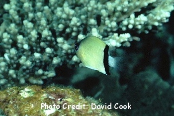  Chromis retrofasciata (Blackbar Chromis)