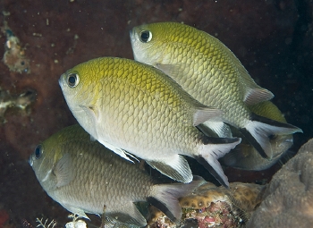  Chromis scotochiloptera (Philippines Chromis)