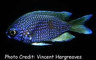  Chromis scotti (Purple Chromis)