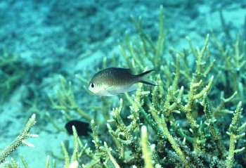  Chromis ternatensis (Ternate Chromis)