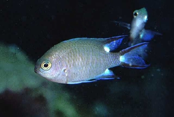  Chromis trialpha (Trispot Chromis)