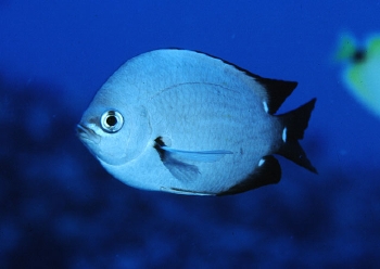  Chromis verater (Threespot Chromis)