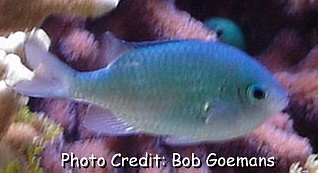  Chromis viridis (Green Chromis, Blue Green Reef Chromis)