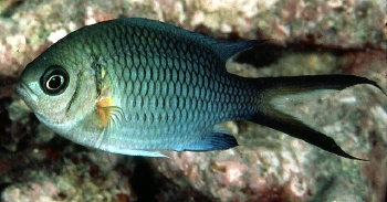  Chromis xanthochira (Yellowaxil Chromis)