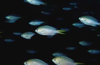  Chromis xanthopterygia (Yellowfin Chromis)