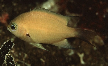  Chromis xutha (Buff Chromis)