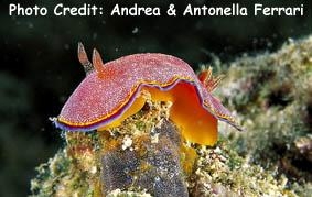  Chromodoris albopunctata (Sea Slug)