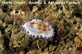  Goniobranchus alius (Sea Slug)