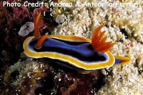  Chromodoris annae  (Sea Slug)