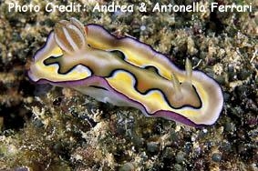  Goniobranchus coi (Sea Slug)