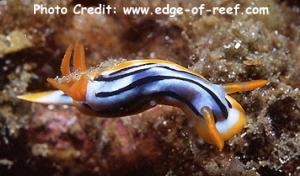  Chromodoris elisabethina (Sea Slug)