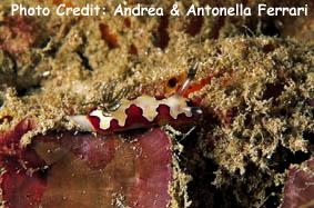  Goniobranchus fidelis (Sea Slug)