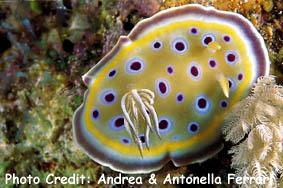  Goniobranchus geminus (Sea Slug)